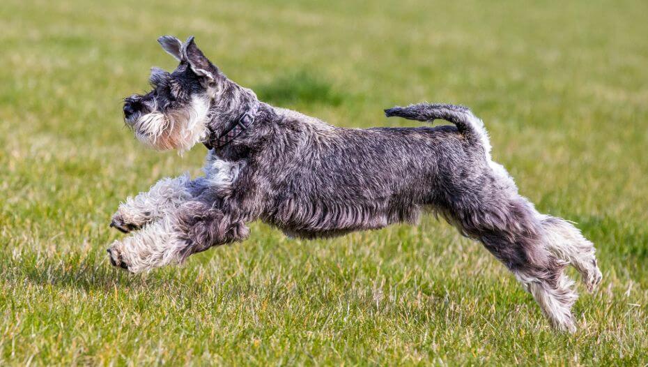 Regular schnauzer store